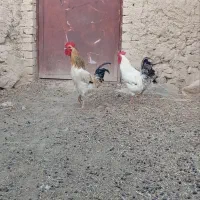 خروس