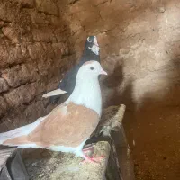 کفتر نروماده