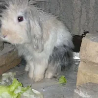 خرگوش لوپو