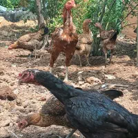جوجه لاری دو رگ