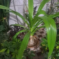 گل اشک ملکه تخفیفی