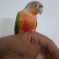 جوجه گرین چیک  رد چلوندنی