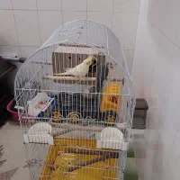 عروس هلندی با تجهیزات کامل