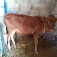 گوساله ماده