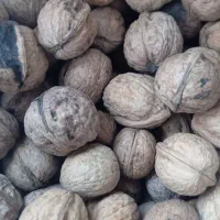گردو درجه یک آق داغ
