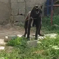 سگ نگهبان