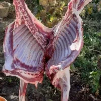 «گوسفند زنده بره نرینه کم شکم ،با قصاب/خونی»