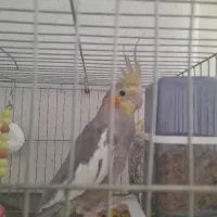 عروس هلندی نرو ماده