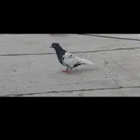 کبوتر