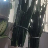 گل سانسوریا