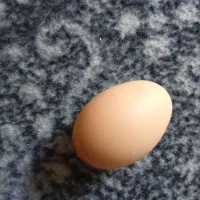 مرغ محلی تخمگذار