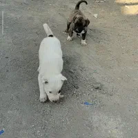 سگ اصیل نرو ناده نژاد نگهبان