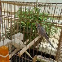 عروس هلندی سالم
