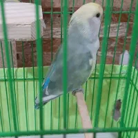 طوطی برزیلی