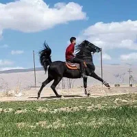کشش سیلمی بن محشر