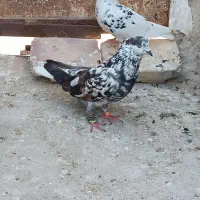 نرسوسکی دم سفید