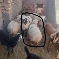 میش زاییده