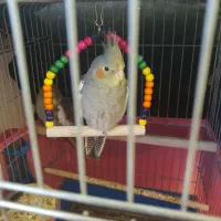 چند تا عروس هلندی دارم برای فروش