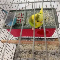 مرغ عشق با قفس