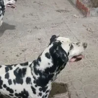 سگ نر دالمیشن