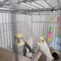 عروس هلندی نر و ماده