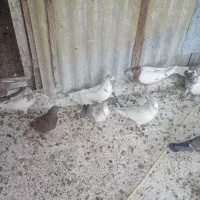 کبوتر
