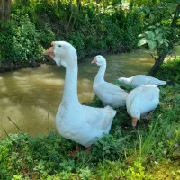 جوجه قوغاز لیندا رده سنگین مقدار محدود