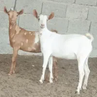 کهره ماده  چهار ماهه