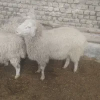 شیشک وچاوش
