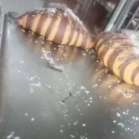 شاطر فانتزی هستم
