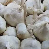 سیر خشک سفید ارگانیک درجه یک مستقیم از کشاورز