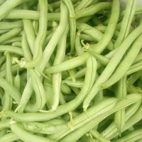 لوبیا سبز