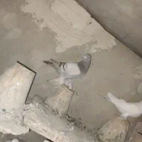 کبوتر ابی|پرنده|تبریز, |دیوار