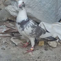 کبوتر صید