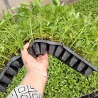نشا ازاد بذر های هیبرید به صورت نقد و شرایط
