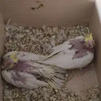 عروس هلندی
