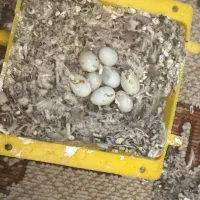 ۲ جفت فنچ کارخونه جوجه کشی