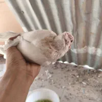 کبوتر طوقی جوجه