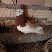 کبوتر طوقی سرخ