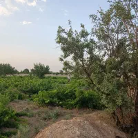 باغ انگور و بادام پربار