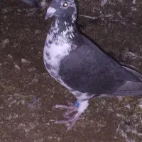 دوعدد ماده خوب به فروش می رسد ماده