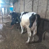 گاو شیری
