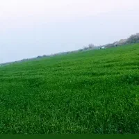 اجاره-زمین-کشاورزی-جهت-شلتوک