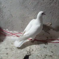 دبر سفید|پرنده|اردبیل, |دیوار