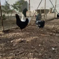تخم نطفه دار ایام سمانی