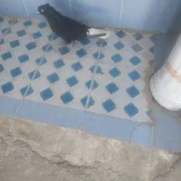 سیاه دم سفید ماده