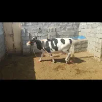 فروش گاو کل