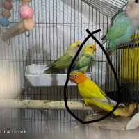طوطی برزیلی ۵ ماه پاستیلی نر و ماده به شرط