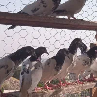 کبوتر پاکستانی اصیل