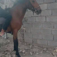 نریان ترکمن۲ساله بی مدرک تازه سواری شده